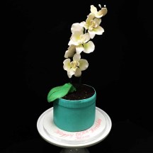 Potted Orchid